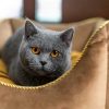 Cat Bed - Luxury Crown Cat Bed. Available in 3 Dog Bed sizes. Crown pet bedding also suits Dog, Puppy & Kittens