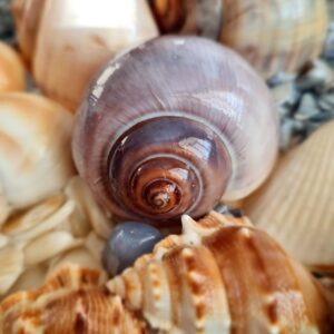 Original Handmade Artwork | Sea shell collage | Sea shell wall art | Real shell art | Contemporary Wall Art | Beach house decoration | Handmade Craft Ireland | Coastal Home Decor