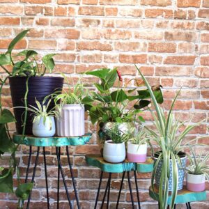 Set of 3 modern wood plant stands with a green wash finish. Perfect for displaying plants & also serve as stylish side tables. Delivery to Ireland & EU.