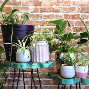 Set of 3 modern wood plant stands with a green wash finish. Perfect for displaying plants & also serve as stylish side tables. Delivery to Ireland & EU.