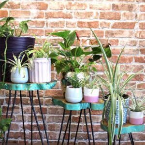 Set of 3 modern wood plant stands with a green wash finish. Perfect for displaying plants & also serve as stylish side tables. Delivery to Ireland & EU.